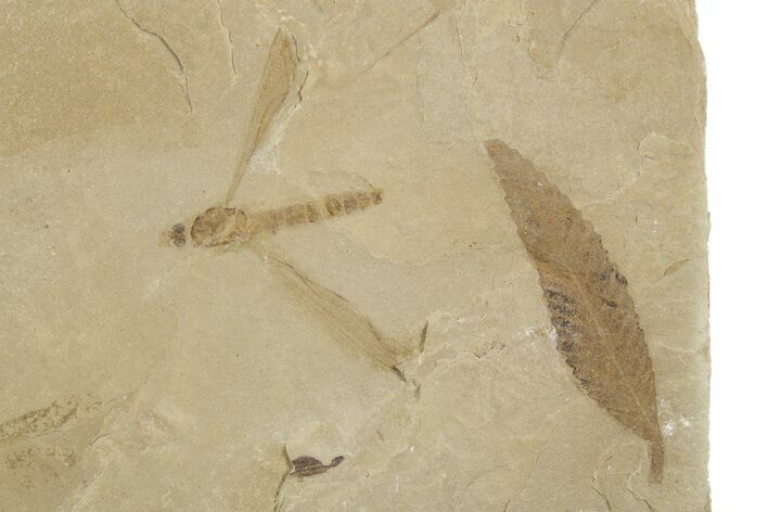 Fossil Cedrelospermum Leaf with Crane Fly - Utah #334251